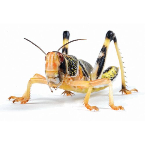 Locust